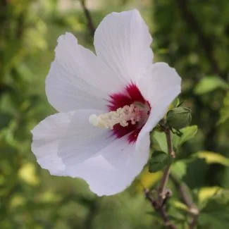 Tiene un crecimiento muy vertical, lo que hace que las flores destaquen por encima de otras plantas