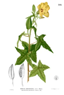Infografia Abelmoschus moschatus