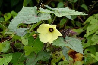 Abelmoschus moschatus