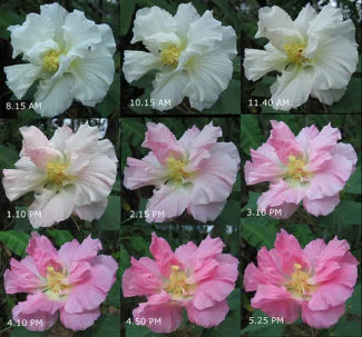 Hibiscus mutabilis cambiando el color
