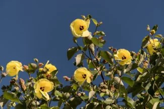 Hibiscus Tiliaceus
