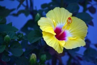 A medida que va llegando las noches las flores van cambiando de color