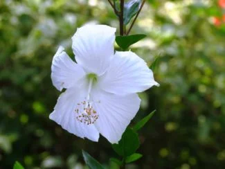 La flor coronando el árbol
