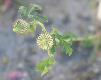 Trionum