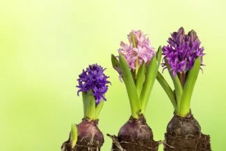 Bulbos en distintas fases de crecimiento, el de más a la izquierda es el más joven