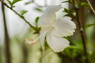 La luz bañando los petalos del hibiscus blanco hawaiano