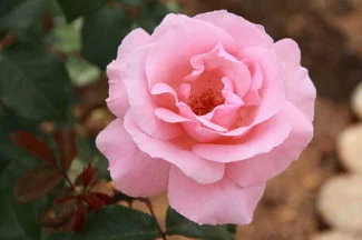 Queen Elizabeth De Arashiyama