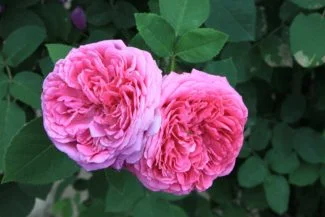 Las flores de Damasco pueden ser dobles o simples