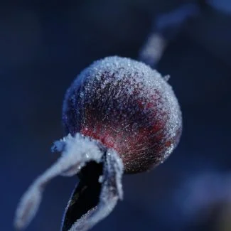 Un escaramujo morado, casi negro al que le cubre el hielo