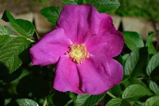 Rosa Rugosa Rosa Oscura