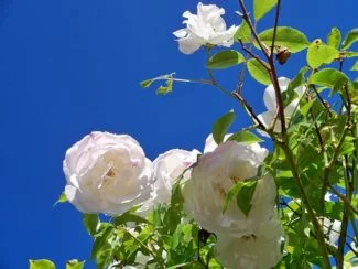 Un híbrido de la rosa Fee des Neiges con discretos colores rosas