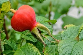 El fruto de la rosa rugosa puede parecer un tomate