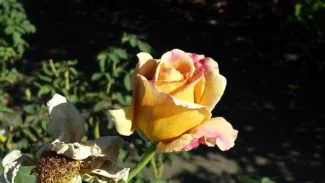 Esta es una de las variedades de la rosa Grandiflora llamada "Honey Dijon"