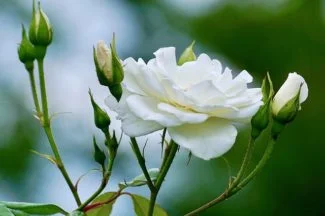La rosa alba blanca