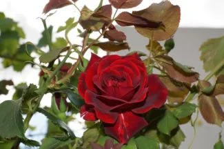 Rosa Grandiflora roja oscuro