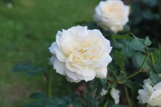 Rosa Alba