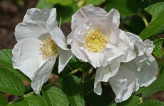 Rosa Rugosa Blanca