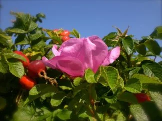 Rosa eglanteria con sus frutos en la misma fotos