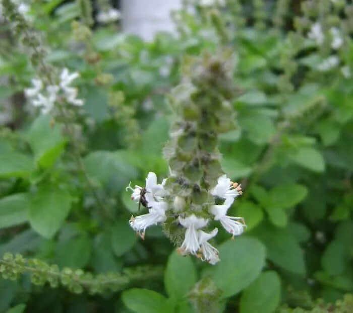 Albahaca Anís