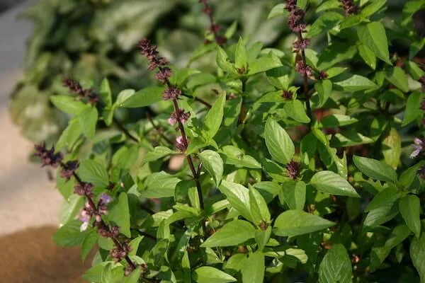 Albahaca de clavo